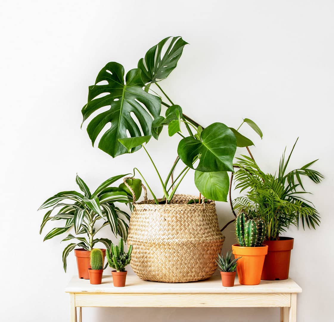 Read more about the article 10 Plants to Keep your Home Fresh